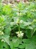 Lamium.jpg