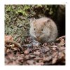 Roetelmaus-4.jpg