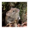 Roetelmaus-3.jpg