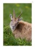 Steinbock-15.jpg