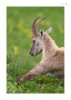 Steinbock-16.jpg