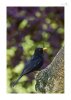Amsel_m-3.jpg