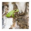 Laubfrosch-3.jpg