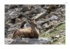 Steinbock-18.jpg