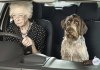 Stress-of-Pets-3-o.jpg