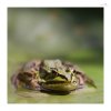Teichfrosch-2.jpg