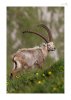 Steinbock-21.jpg