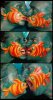 Facepaint.jpg