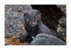 Otter-4.jpg