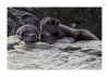Otter-2.jpg