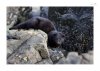 Otter-3.jpg