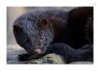 Otter-5.jpg