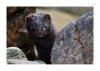 Otter-6.jpg