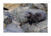 Otter-9.jpg