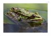 Teichfrosch-1.jpg