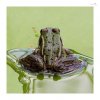 Teichfrosch-4.jpg