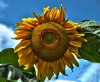 Sonnenblume.jpg