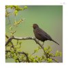 Amsel_w-1.jpg