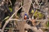 Australien_2011_Kakadu NP 140.jpg