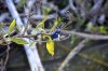 Australien_2011_Kakadu NP 161.jpg
