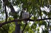 Australien_2011_Kakadu NP 9.jpg