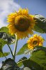 Sonnenblume2_1.jpg