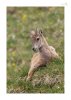 Steinbock-23.jpg