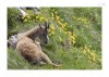 Steinbock-24.jpg