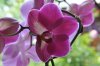 Orchidee_lila.jpg