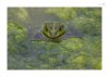 Teichfrosch-6.jpg
