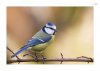 Blaumeise-2.jpg