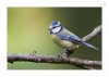 Blaumeise-3.jpg