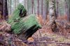 Herbst im Wald bearbeitet klein.jpg