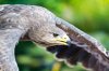 greifvogel3.jpg