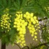 mimose.jpg