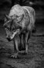 dsc5805w-2.jpg