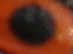atr22.png