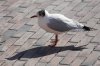 DSC04015.jpg