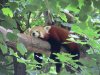 panda2.JPG