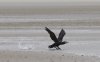 kormoran.jpg