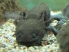 Axolotl.JPG