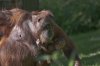 Zoo_Sept_2013_264_1.jpg