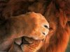 lion_facepalm.jpg_thumb.jpg