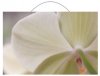 blume.jpg