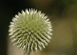 Distel.jpg