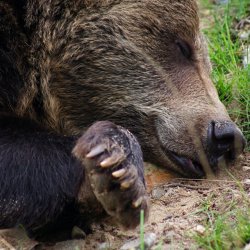 Bär.jpg