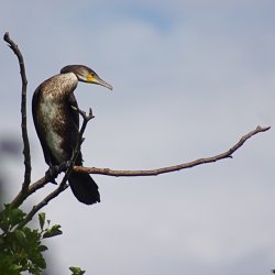 Kormoran.jpg