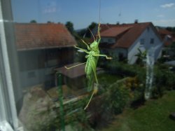 DSCF1625.JPG
