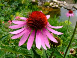 DSCF1572.JPG