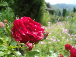 2008 06 08_0869.JPG